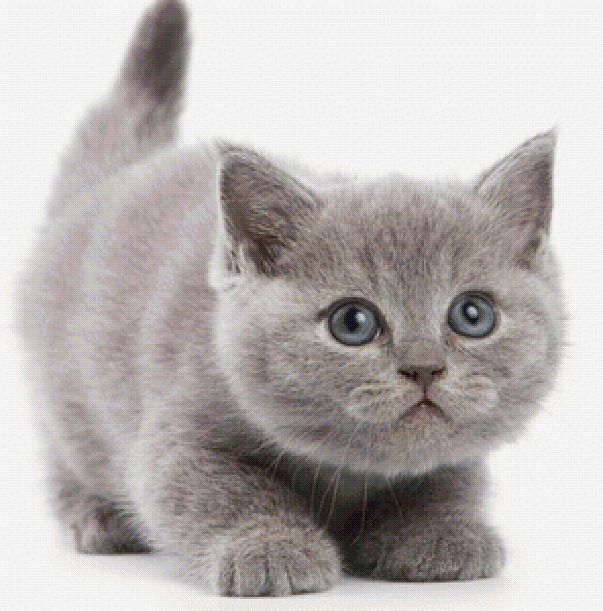 Пушистый котенок - маленький, кот, пушистик, милота, котенок - предпросмотр
