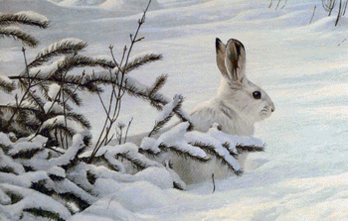 №2031865 - природа, белый кролик - предпросмотр