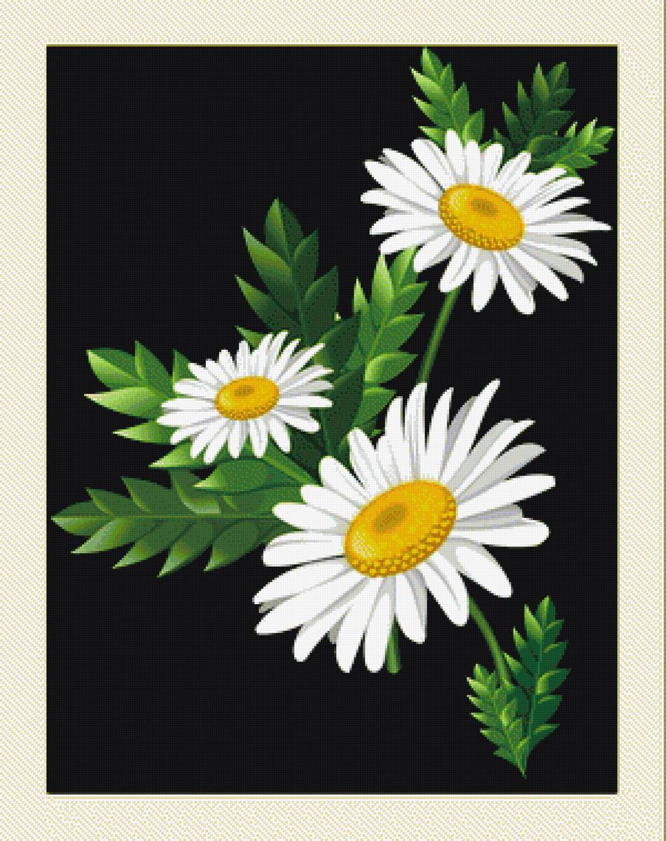 №2034008 - цветы, ромашки - предпросмотр