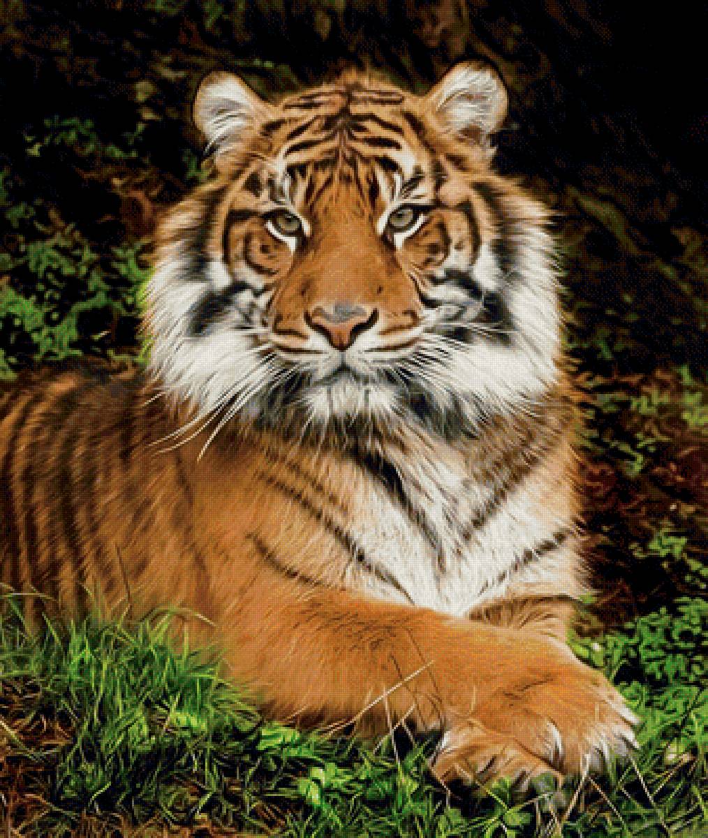 №2034799 - тигры, тигр, животные, хищники - предпросмотр
