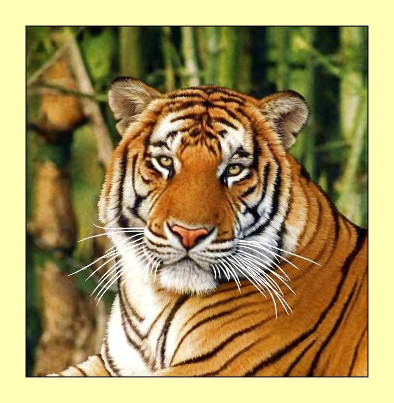 №2034803 - хищники, тигр, животные, тигры - оригинал