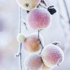 Оригинал схемы вышивки «Яблоки в снегу» (№2034831)