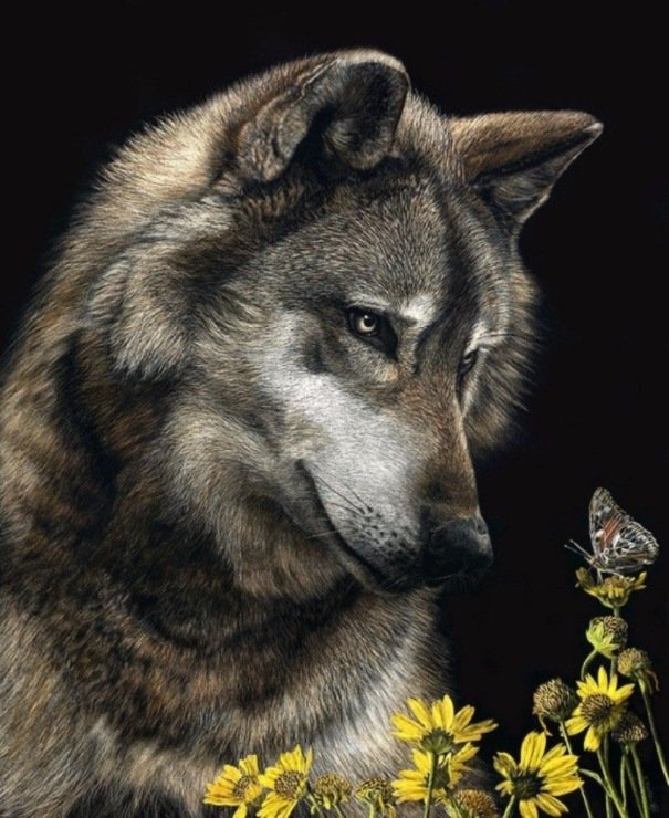 Волк и мотылек - лес, дикие звери, звери, мотылек, волк - оригинал