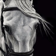 Схема вышивки «Взгляд коня»