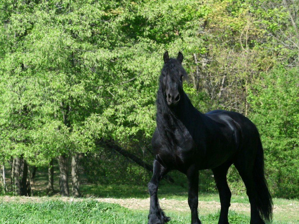 Черный конь - черный конь, конь, лето, картина - оригинал