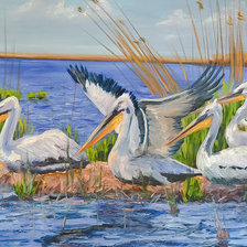 Pelicans.