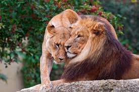 Заигрывание львов - саванна, львы, природа, пара львов, звери, дикие звери, лев - оригинал