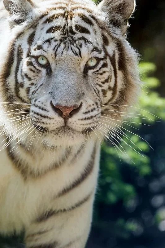 тигра - животные, природа - оригинал