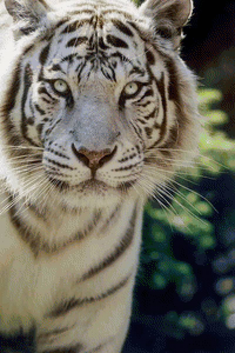тигра - природа, животные - предпросмотр