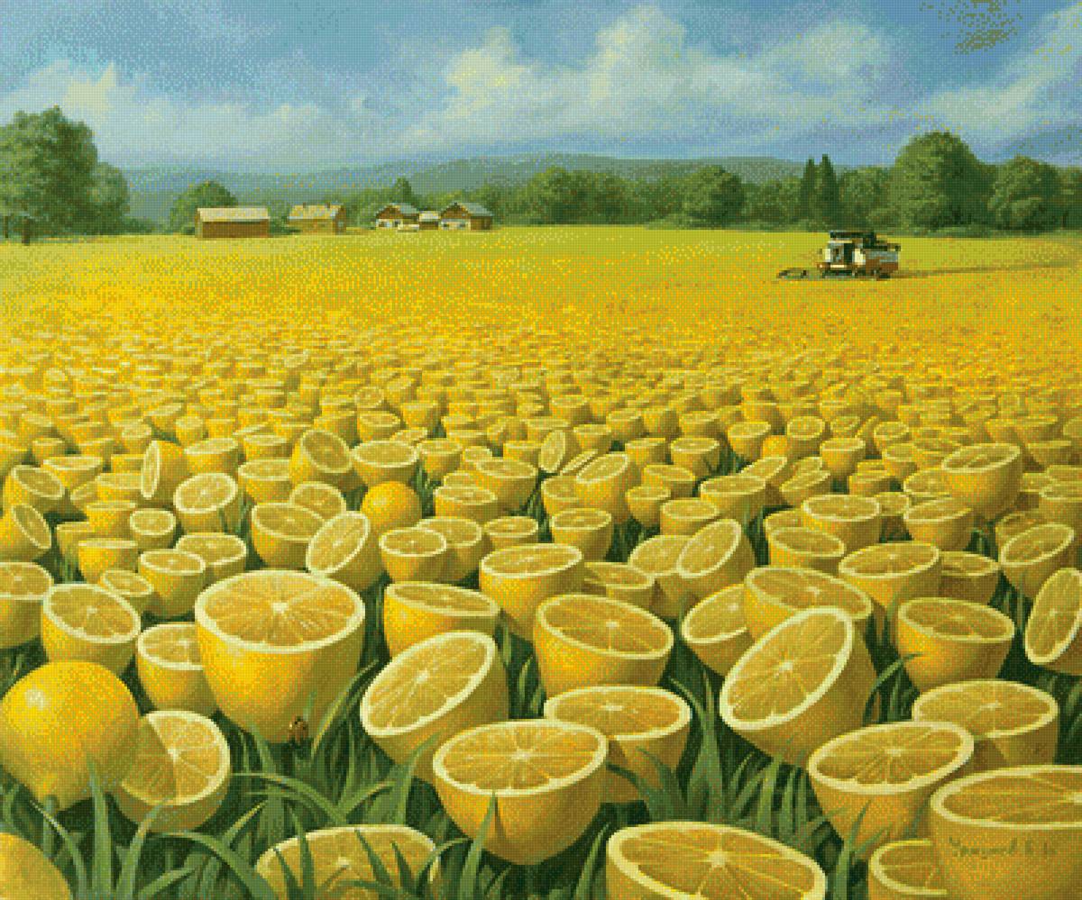 Лимонное поле - лимоны, сельская местность, поле - предпросмотр