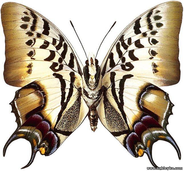 Бабочка - картина, насекомое, бабочка - оригинал
