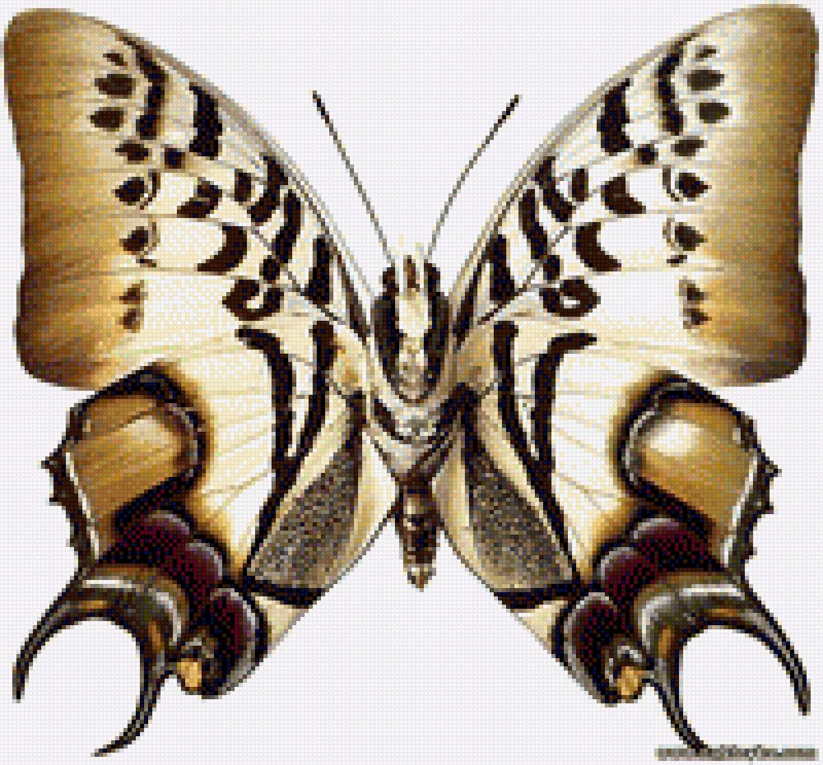 Бабочка - насекомое, бабочка, картина - предпросмотр