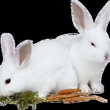Кролики белые