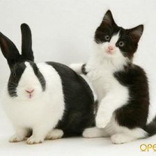 Котенок и заяц