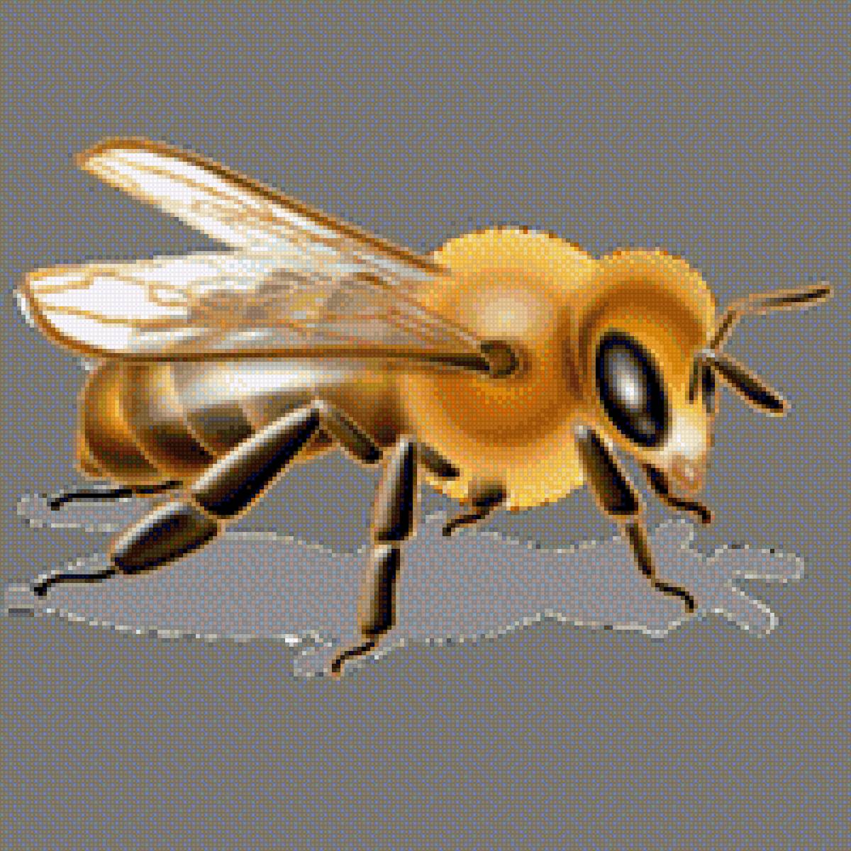 Пчелка - пчелка, насекомое, сказки, фото - предпросмотр