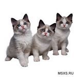 Трио котят - котята, домашние любимцы, фото - оригинал