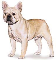 Французский бульдог - собака, французский бульдог, домашние любимцы, порода - оригинал
