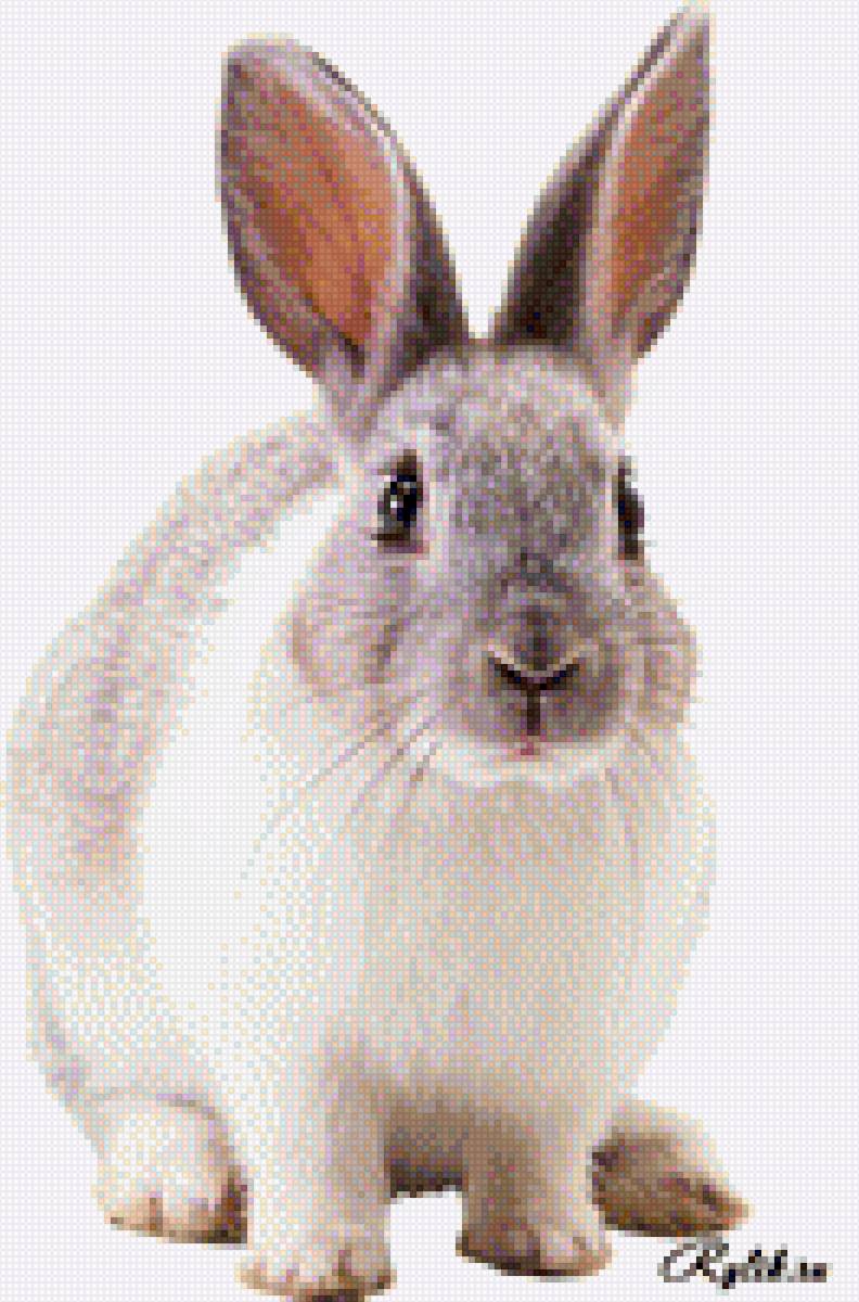 кролик - фото, животное, кролик - предпросмотр