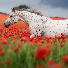 Конь в маковом поле