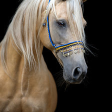 Схема вышивки «Конь арабский»