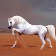 Конь белый