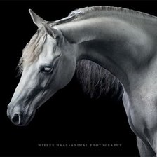 Схема вышивки «Шея коня в профиль»