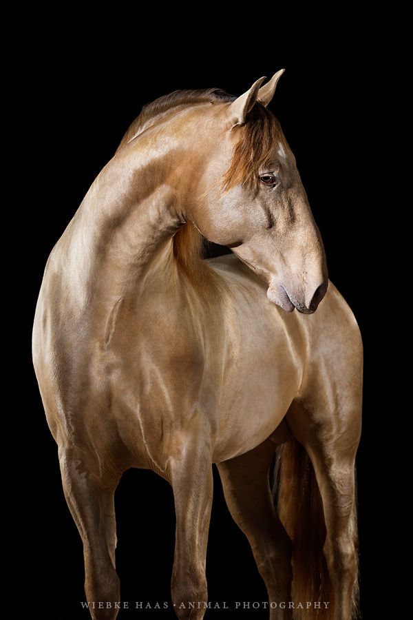 Конь - животные, картина, лошади, конь - оригинал