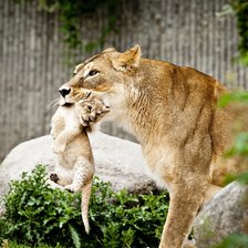 Львица с детенышем