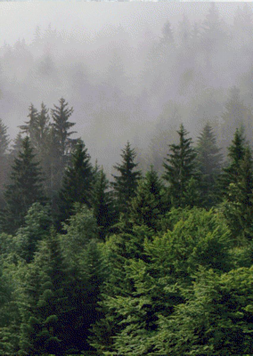 №2048519 - туман в лесу - предпросмотр