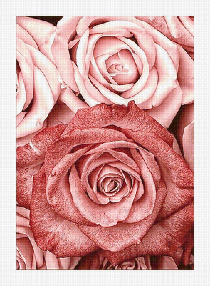 Серия "Розы". - флора, цветы, розы - предпросмотр