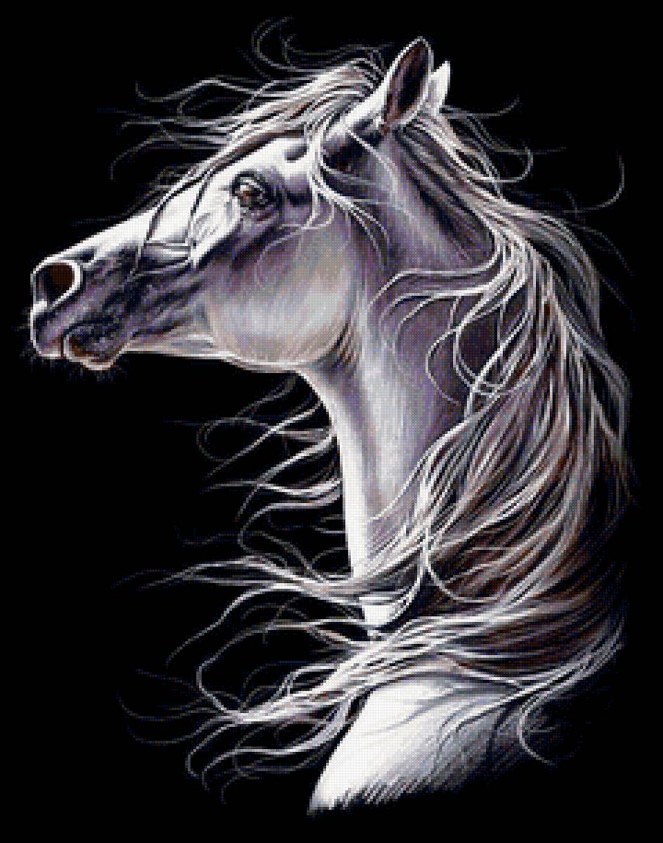 На чёрном фоне - портрет, конь, лошадь - предпросмотр
