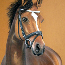 Схема вышивки «Портрет коня»