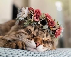 Кошка с веночком - цветы, домашние любимцы, веночек, животные, кошка - оригинал