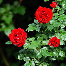 Розы красные,ветка.