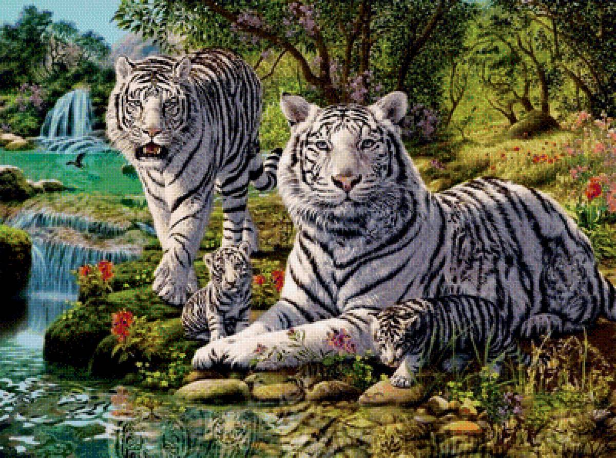 белые тигры - звери, природа, белые, тигры - предпросмотр