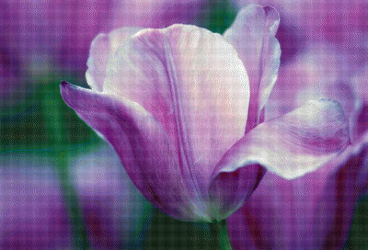 Сиреневый тюльпан - тюльпан, весна, цветы - предпросмотр