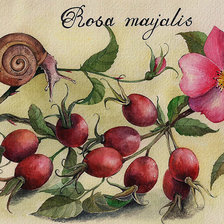 Оригинал схемы вышивки «Шиповник, ботаническая иллюстрация» (№2064104)