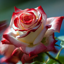 Схема вышивки «Очаровательная роза»