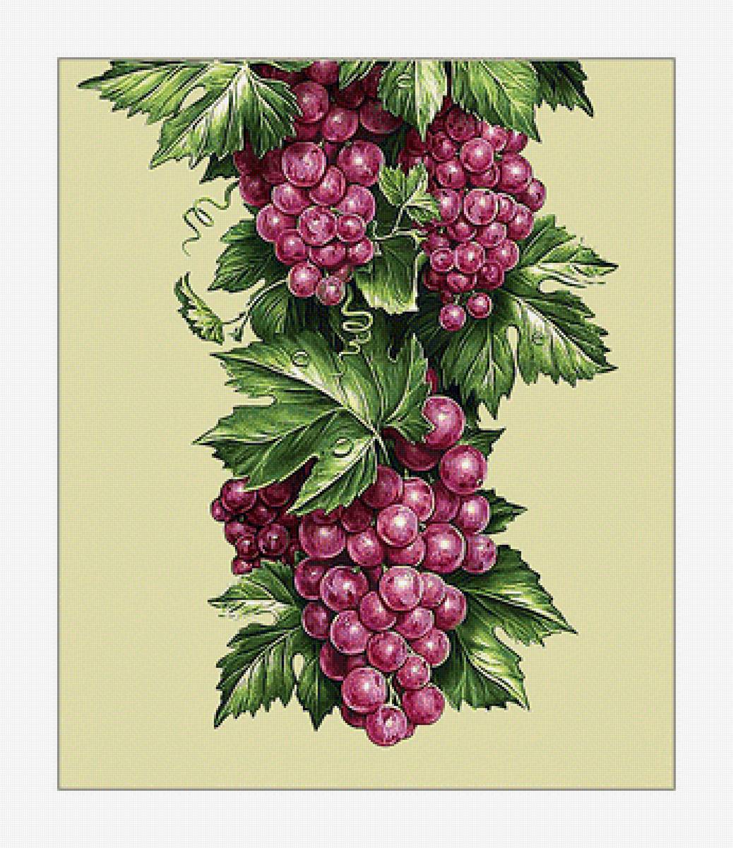 Виноград. - ягоды, виноград, гроздь, живопись - предпросмотр