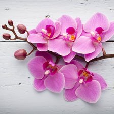 Оригинал схемы вышивки «Орхидея» (№2069920)