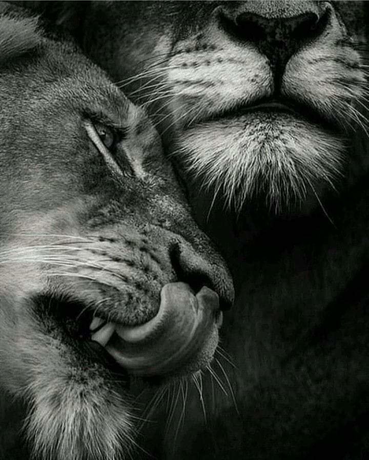 Львы - лев, любовь, природа, животные - оригинал