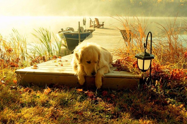 в ярких лучах осени - осень, собака, причал, озеро - оригинал