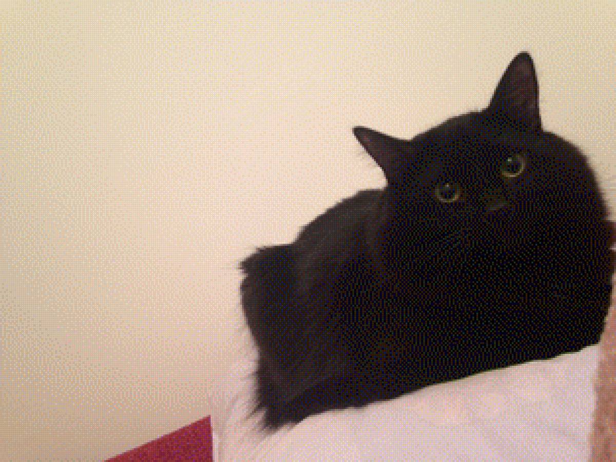 Кот, черный кот - черный кот, кот - предпросмотр