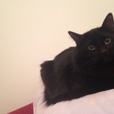 Кот, черный кот
