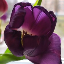 Схема вышивки «tulip»