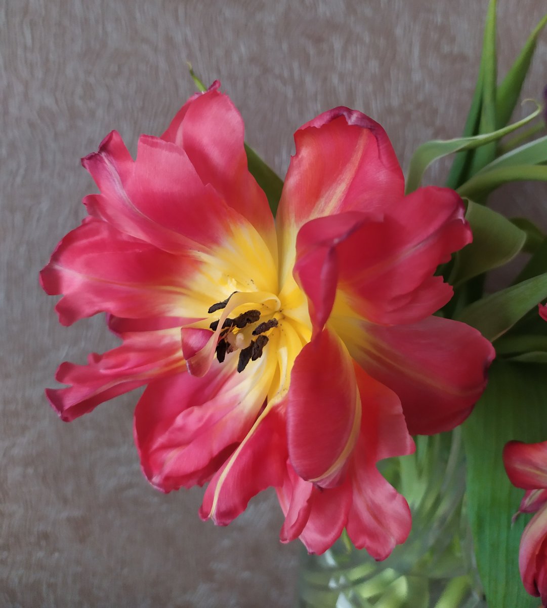tulip rose - оригинал