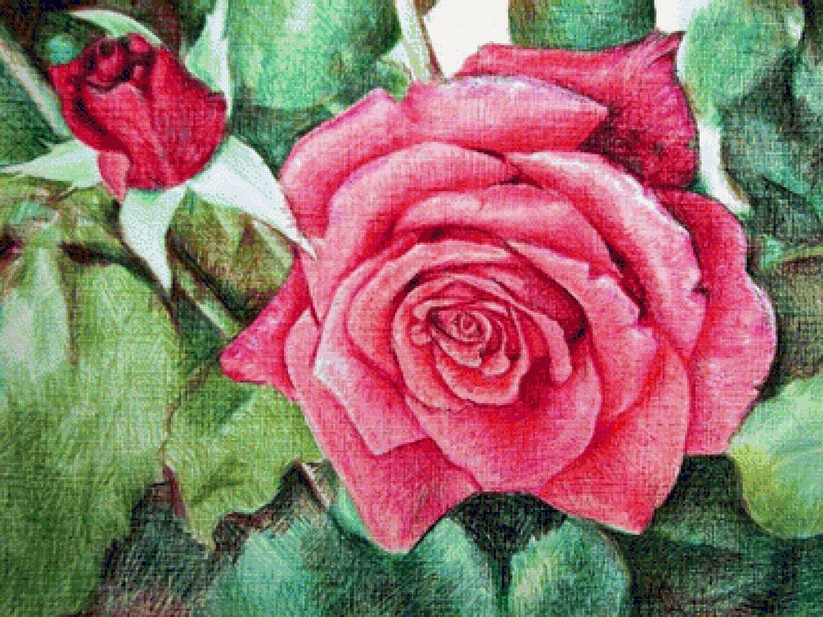 роза - рисунок, цветы, карандаш, роза - предпросмотр