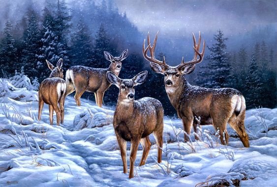 Олени в снегу - снег, лес, олени, зима, животные - оригинал