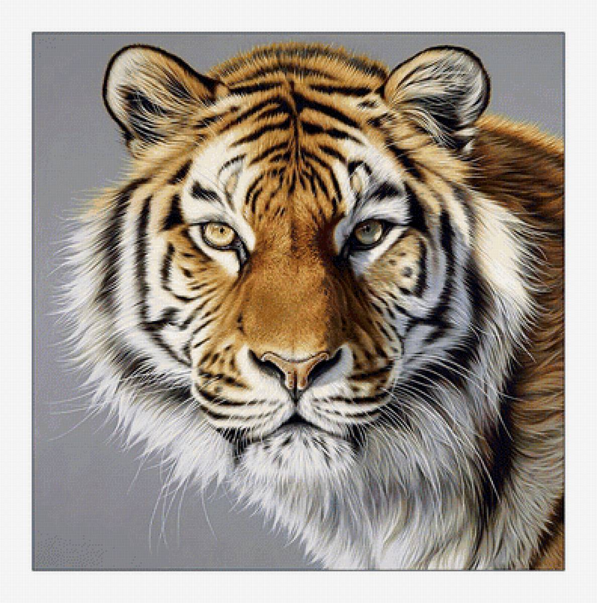 Тигр. Взгляд. - животные, хищник, тигр, живопись, взгляд - предпросмотр