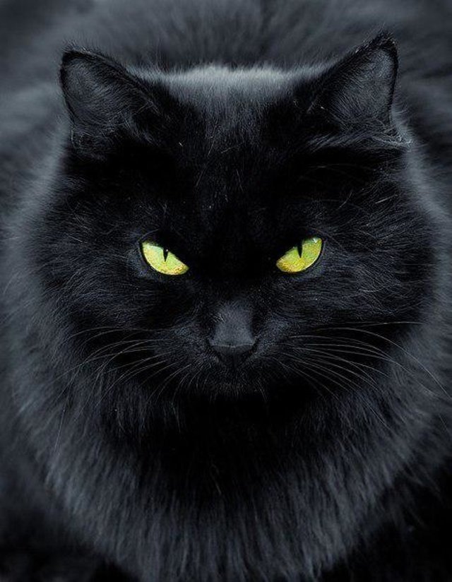 черный кот - домашние животные, коты, кошки - оригинал